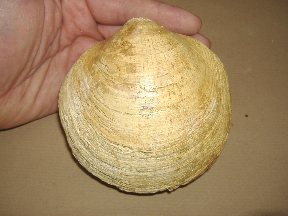Glycymeris bimaculata (Poli, 1795) - Pliocene - Asti